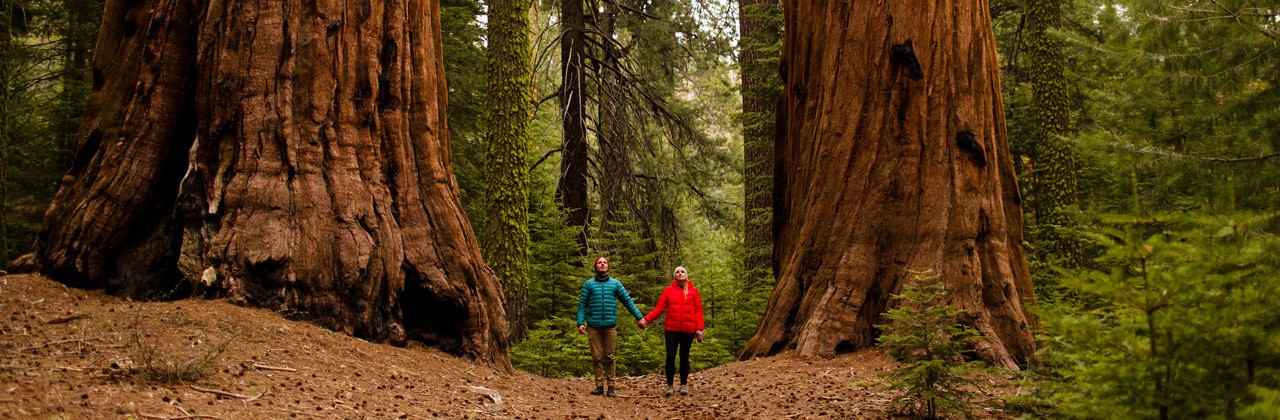 692737063-sequoia-kings-canyon-national-park-trees-couple-trunks