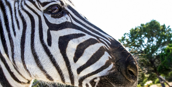 Close-up of a zebra's face